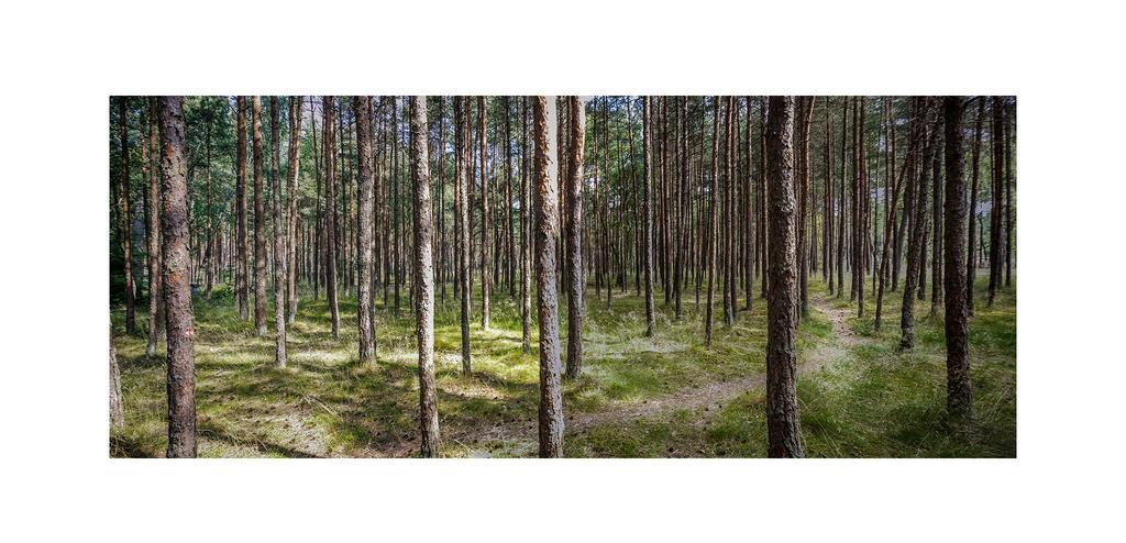 Forest Cottage Neringa Bagian luar foto